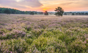 Mehlinger Heide 2 ©anna Wojtas