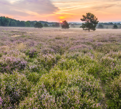 Mehlinger Heide