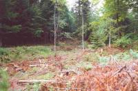 Entfichtung Eulental