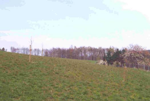 Ackerbrache am Krehberg 