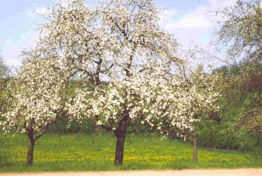 Streuobstwiese 