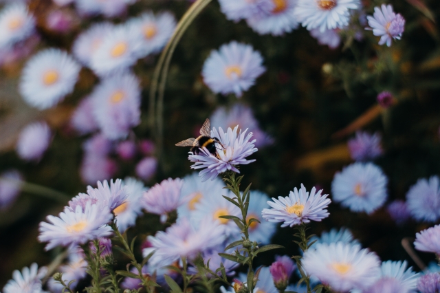 Blumenwiese mit Insekt  ©pexels.com