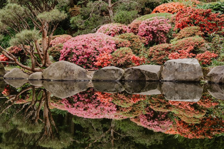 Thomas Linkel, Lizenz CC-BY Im Vordergrund der Teich im Japanischen Garten. Im Hintergrund rosa blühende Sträucher Thomas Linkel, Lizenz CC-BY